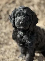 Sally, a male Cockapoo for sale in White Lake, SD – Photo 1 of 2