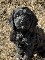 Sally, a male Cockapoo for sale in White Lake, SD – Photo 2 of 2