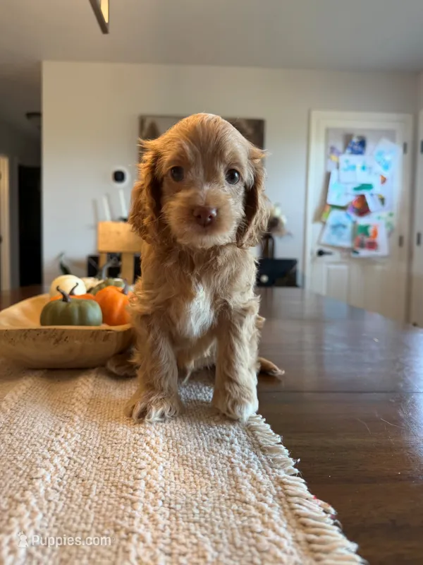 DARYL – Cockapoo puppy for sale in White Lake, SD