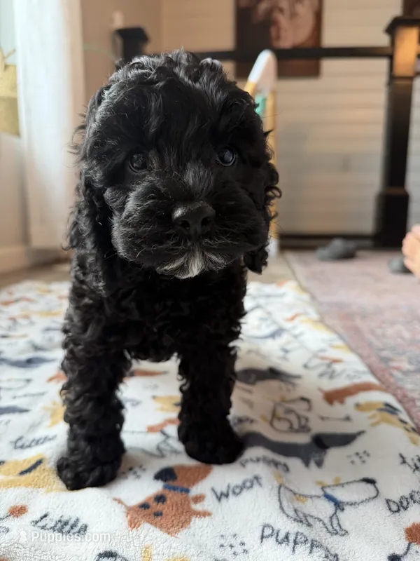 TERRY – Cavapoo puppy for sale in White Lake, SD