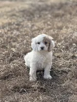 Terry, a male Cockapoo for sale in White Lake, SD – Photo 1 of 3