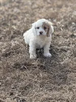 Terry, a male Cockapoo for sale in White Lake, SD – Photo 2 of 3