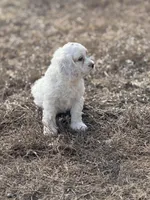 Terry, a male Cockapoo for sale in White Lake, SD – Photo 3 of 3