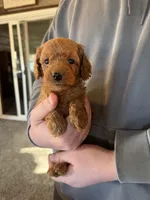 Tommy, a male Poodle - Miniature  for sale in White Lake, SD – Photo 3 of 3