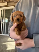 Tommy, a male Poodle - Miniature  for sale in White Lake, SD – Photo 2 of 3