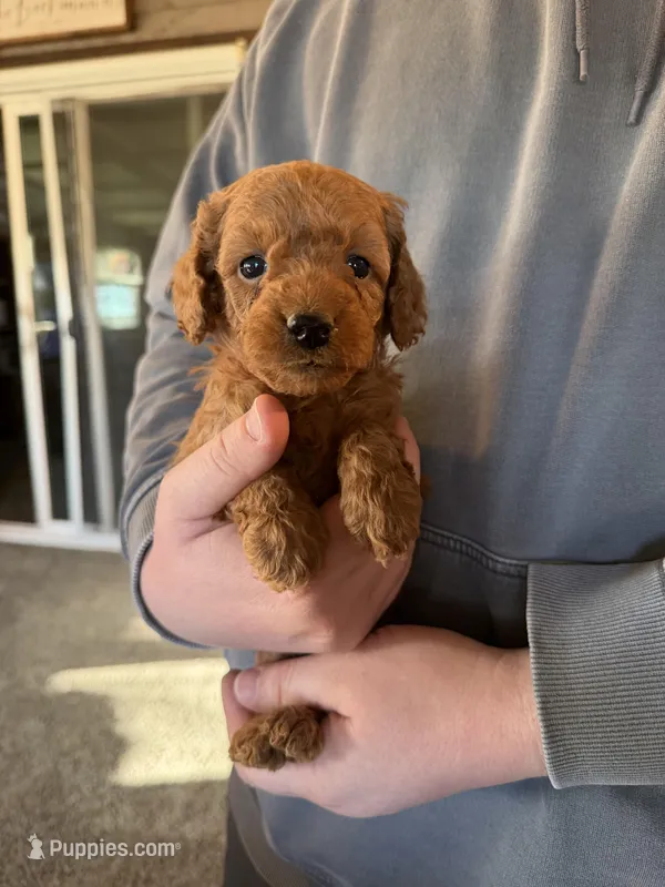 Tommy – Poodle - Miniature  puppy for sale in White Lake, SD