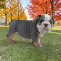 Mike, a male English Bulldog for sale in Stanley, WI – Photo 6 of 10