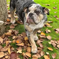 Mike, a male English Bulldog for sale in Stanley, WI – Photo 10 of 10
