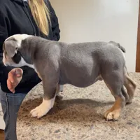 Mike, a male English Bulldog for sale in Stanley, WI – Photo 4 of 10