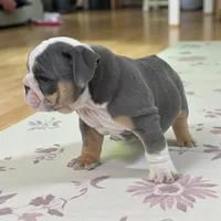 Mike, a male English Bulldog for sale in Stanley, WI – Photo 5 of 10