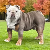 Mike, a male English Bulldog for sale in Stanley, WI – Photo 9 of 10