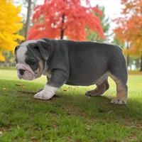 Mike, a male English Bulldog for sale in Stanley, WI – Photo 8 of 10