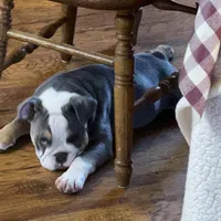 Mike, a male English Bulldog for sale in Stanley, WI – Photo 2 of 10