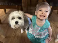 Beau 💚, a male Mal Shi for sale in Poolville, TX – Photo 4 of 9