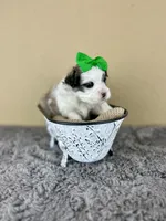 Beau 💚, a male Mal Shi for sale in Poolville, TX – Photo 9 of 9