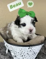 Beau 💚, a male Mal Shi for sale in Poolville, TX – Photo 1 of 9