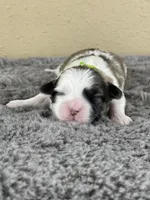 Beau 💚, a male Mal Shi for sale in Poolville, TX – Photo 2 of 9