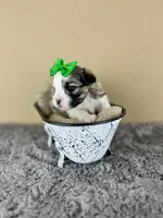 Beau 💚, a male Mal Shi for sale in Poolville, TX – Photo 8 of 9