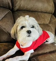 Cupid ♥️, a male Mal Shi for sale in Poolville, TX – Photo 7 of 9