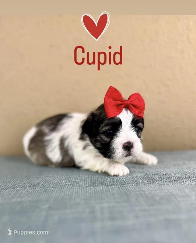 Cupid ♥️