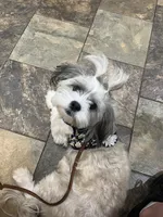 Cupid ♥️, a male Mal Shi for sale in Poolville, TX – Photo 9 of 9