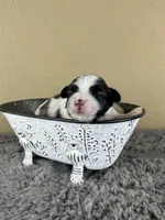 Cupid ♥️, a male Mal Shi for sale in Poolville, TX – Photo 4 of 9