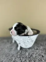 Cupid ♥️, a male Mal Shi for sale in Poolville, TX – Photo 1 of 9