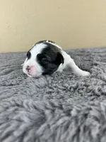 Cupid ♥️, a male Mal Shi for sale in Poolville, TX – Photo 3 of 9