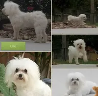 Cupid ♥️, a male Mal Shi for sale in Poolville, TX – Photo 6 of 9