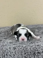 Romeo 💙, a male Mal Shi for sale in Poolville, TX – Photo 8 of 10