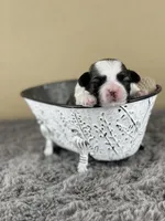 Romeo 💙, a male Mal Shi for sale in Poolville, TX – Photo 2 of 10