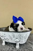 Romeo 💙, a male Mal Shi for sale in Poolville, TX – Photo 10 of 10