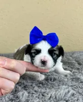 Romeo 💙, a male Mal Shi for sale in Poolville, TX – Photo 1 of 10