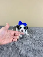 Romeo 💙, a male Mal Shi for sale in Poolville, TX – Photo 9 of 10