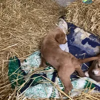 Cinnamon , a male Australian Shepherd and Golden Retriever for sale in Millersburg, IN – Photo 3 of 4