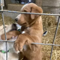 Cinnamon , a male Australian Shepherd and Golden Retriever for sale in Millersburg, IN – Photo 2 of 4