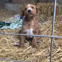 Cinnamon , a male Australian Shepherd and Golden Retriever for sale in Millersburg, IN – Photo 1 of 4