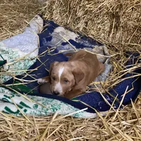 Cinnamon , a male Australian Shepherd and Golden Retriever for sale in Millersburg, IN – Photo 4 of 4