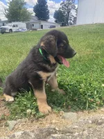Fluff, a male German Shepherd Dog and Labrador Retriever for sale in Millersburg, IN – 3 of 5