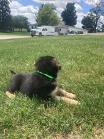 Fluff, a male German Shepherd Dog and Labrador Retriever for sale in Millersburg, IN – 4 of 5