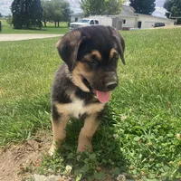 Sparky , a male German Shepherd Dog and Labrador Retriever for sale in Millersburg, IN – 1 of 5