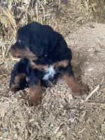 Frances, a female Australian Shepherd and Golden Retriever for sale in Millersburg, IN – Photo 5 of 5