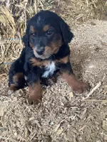 Frances, a female Australian Shepherd and Golden Retriever for sale in Millersburg, IN – Photo 3 of 5