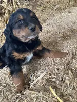 Frances, a female Australian Shepherd and Golden Retriever for sale in Millersburg, IN – Photo 2 of 5