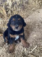 Frances, a female Australian Shepherd and Golden Retriever for sale in Millersburg, IN – Photo 4 of 5