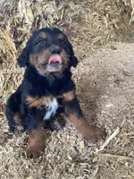 Frances, a female Australian Shepherd and Golden Retriever for sale in Millersburg, IN – Photo 1 of 5