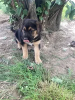 Queeny, a female German Shepherd Dog and Labrador Retriever for sale in Millersburg, IN – 4 of 5