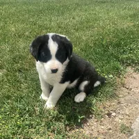 Bill, a male German Shepherd Dog and Labrador Retriever for sale in Millersburg, IN – 4 of 5