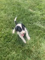 Holstein , a male German Shepherd Dog and Labrador Retriever for sale in Millersburg, IN – 2 of 7