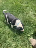 Holstein , a male German Shepherd Dog and Labrador Retriever for sale in Millersburg, IN – 3 of 7